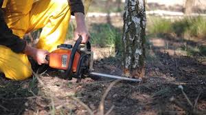 How Our Tree Care Process Works  in Nicollet, MN